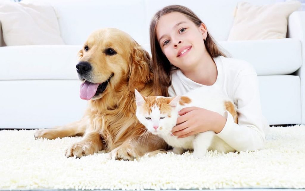 Carpet Dry Cleaning Services Brisbane Professional Dry Carpet